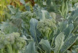 Broccoli
