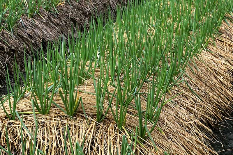 Bunching Onions