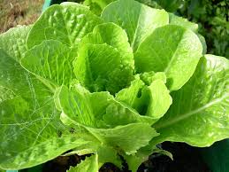 Lettuce
