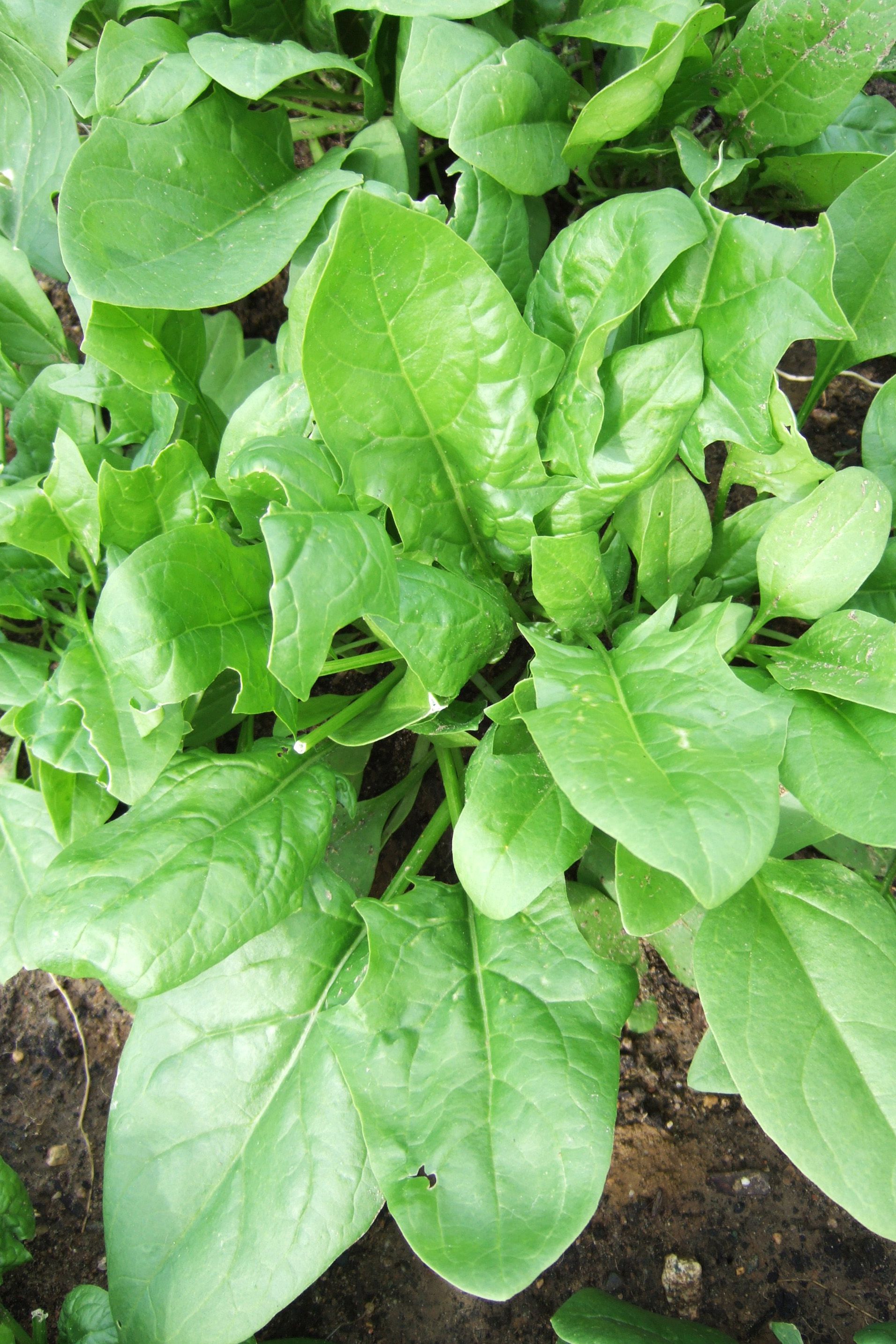Spinach
