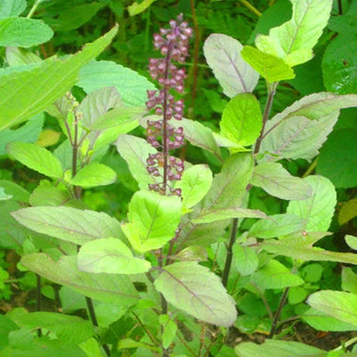 Holy Basil (Tulsi)